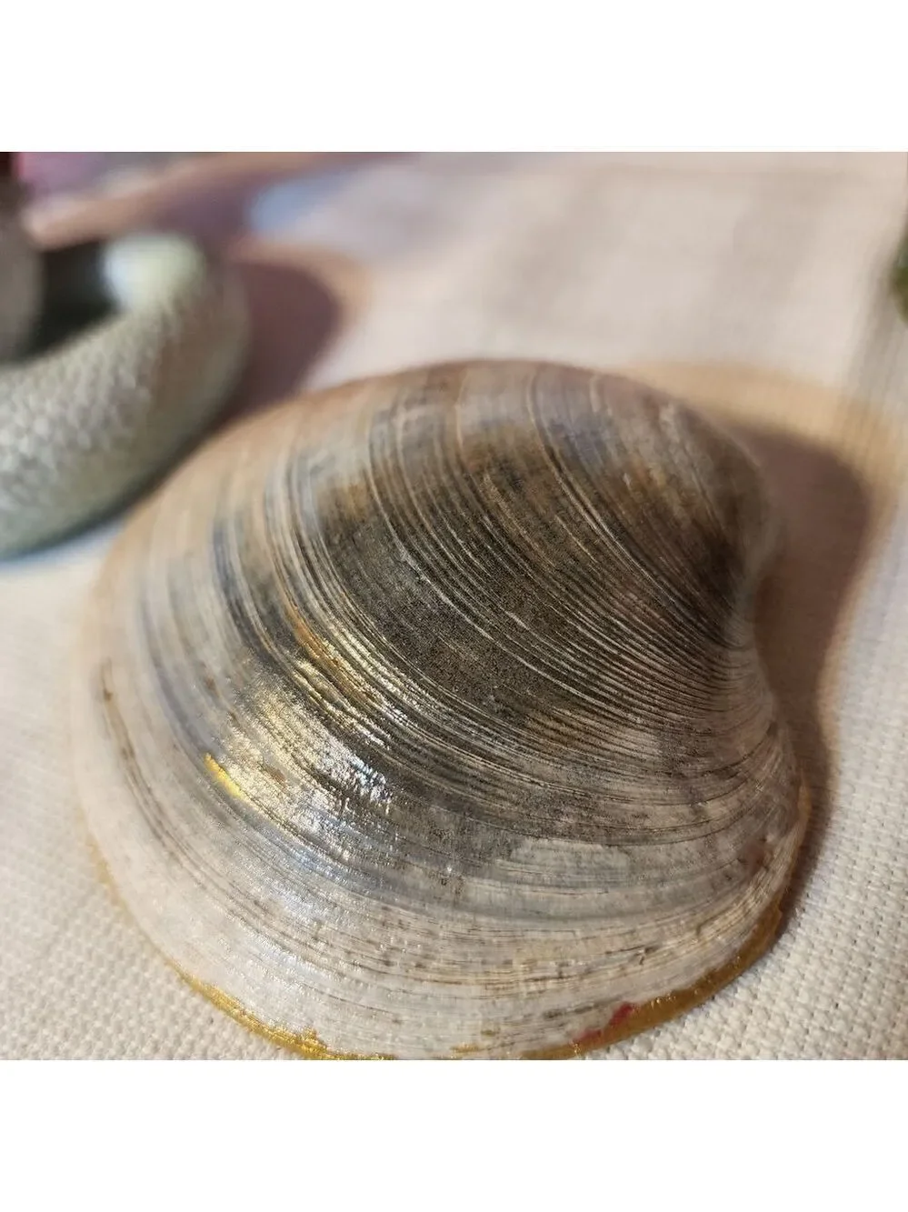 DECOUPAGE  PINK FLOWERS ON A CLAM SHELL